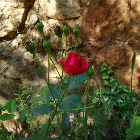 Διαμέρισμα Seka Risika