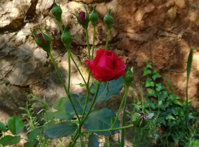 Apartament Seka Risika